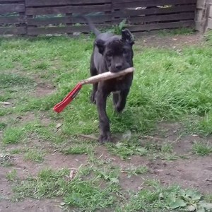 Короткая кусалка из джута для щенка питбуля «Motivation in Dog Training»